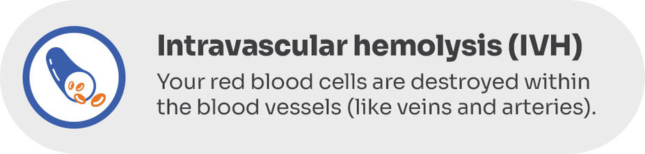 Intravascular hemolysis (IVH): Your red blood cells are destroyed within the blood vessels (like veins and arteries).