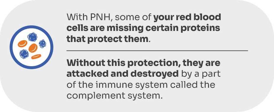 With PNH, some of your red blood cells are missing certain proteins that protect them. Without this protection, they are attacked and destroyed by a part of the immune system called the complement system.