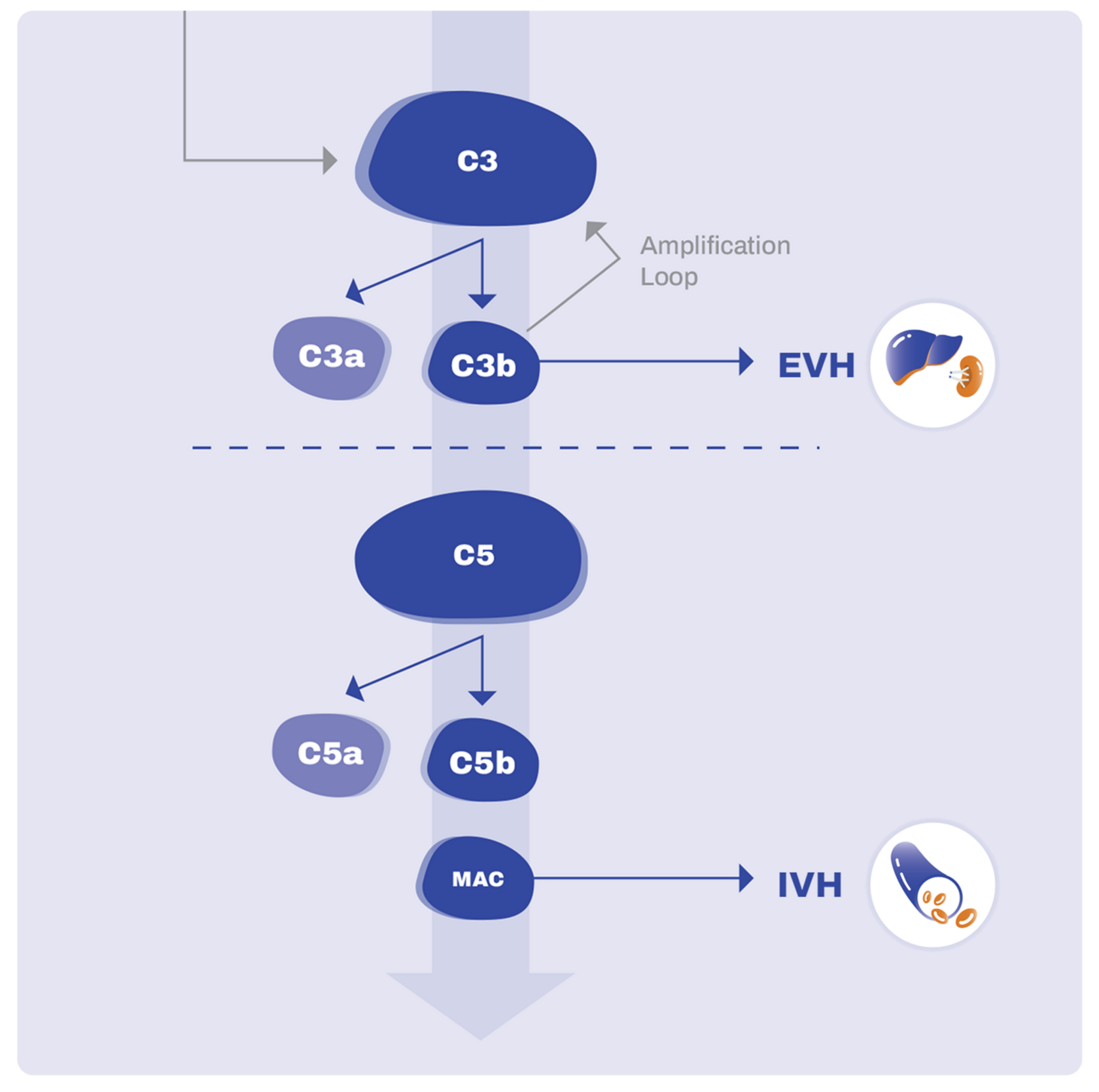 The lower part of the alternative pathway. This part consists of interactions between C5 and other proteins. These interactions drive IVH.